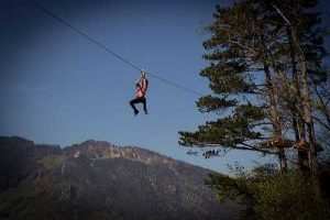 Flyingfox